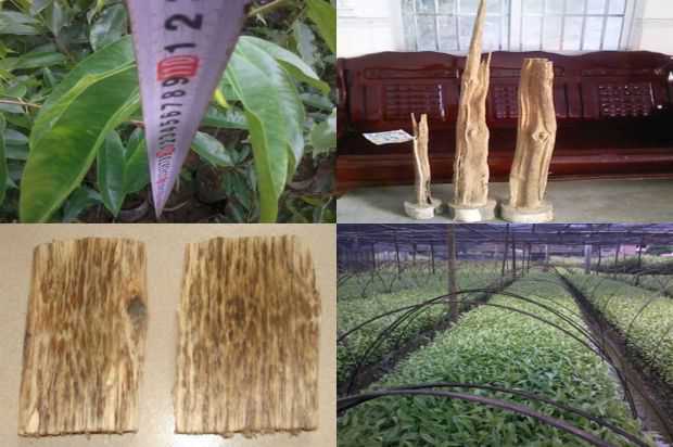 [沉香树]紫微荚对抗百度蒙面战争