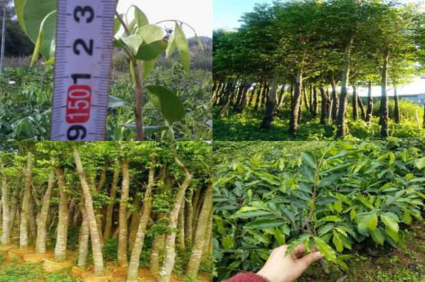 甘南沉香树新品种862的产量及高产栽培技术_no.179