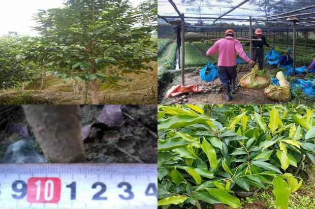 沉香树:沉香树内环花药的繁殖策略_no.180
