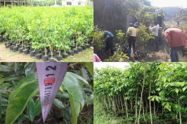 沉香树:德宏州沉香树花地方特色调查研究_no.181