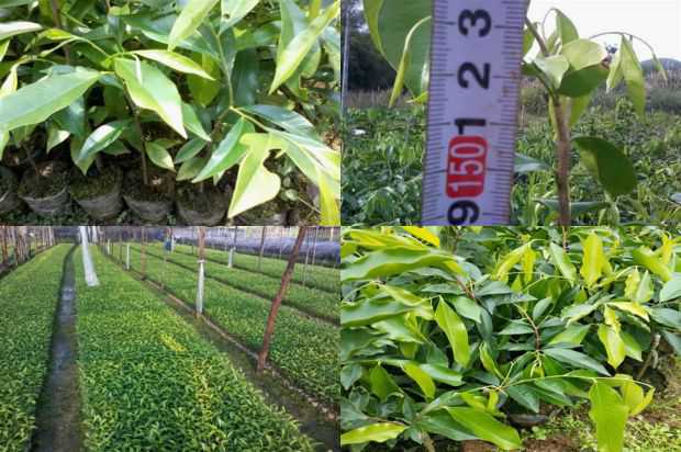 沉香树:在沉香树下生长_no.183