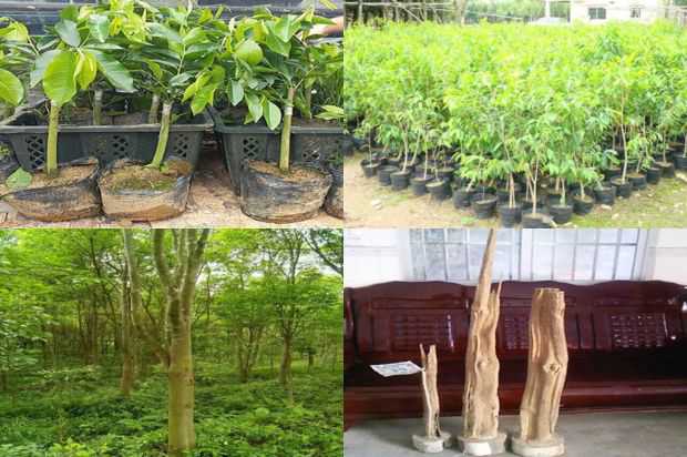 奇楠沉香树:如何制作盆栽沉香树花_no.186