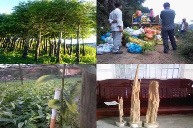 沉香树:清华沉香树卵磷脂_no.188