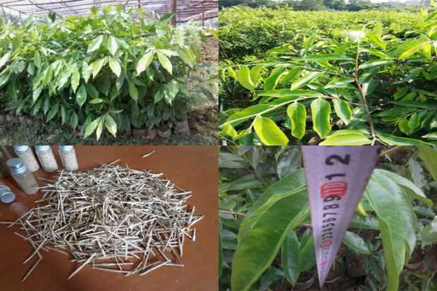 荚莲人工林玉米种子生产技术_no.190
