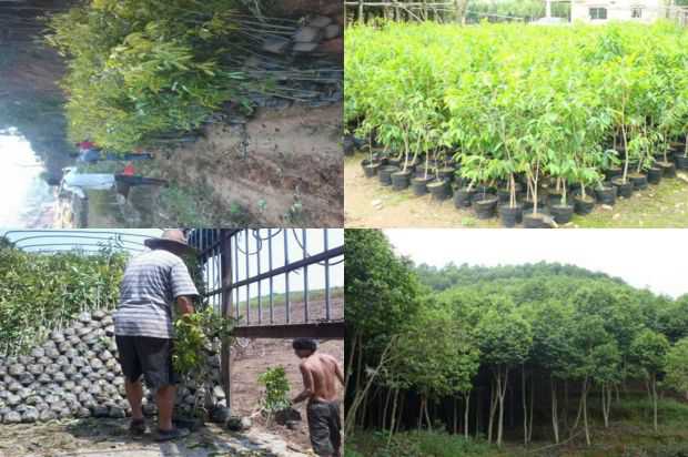 沉香树:紫微小学的故事_no.191