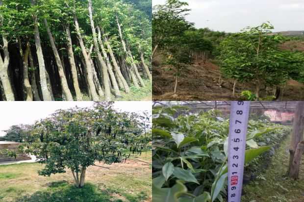 日光温室沉香树苗高产及病害防治_no.193