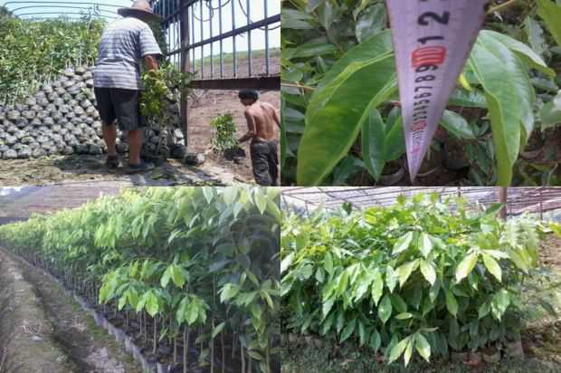 一种新的景观美化_no.194