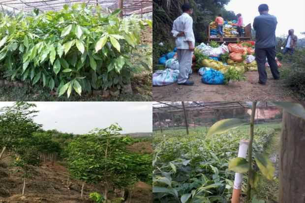 奇楠沉香树:观赏和药用大戟_no.195