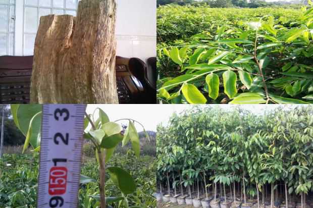 沉香树:德宏州沉香树花地方特色调查研究_no.198