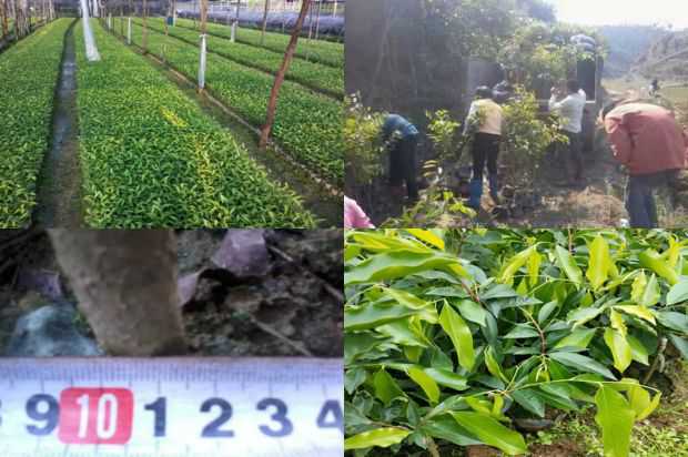 沉香树:绉_no.199