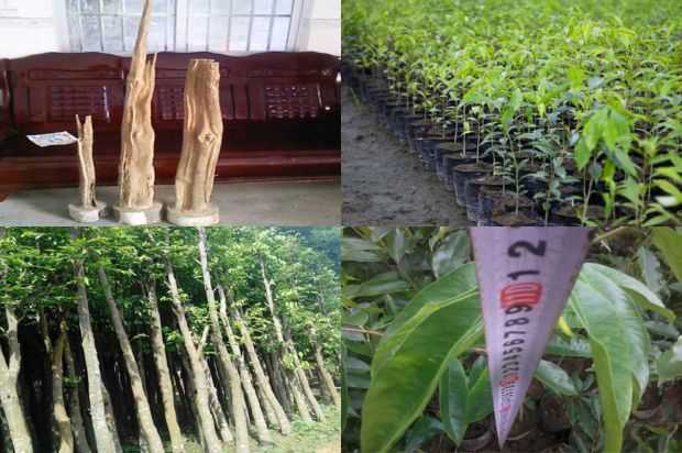 奇楠沉香树:打开并打开沉香树花_no.200