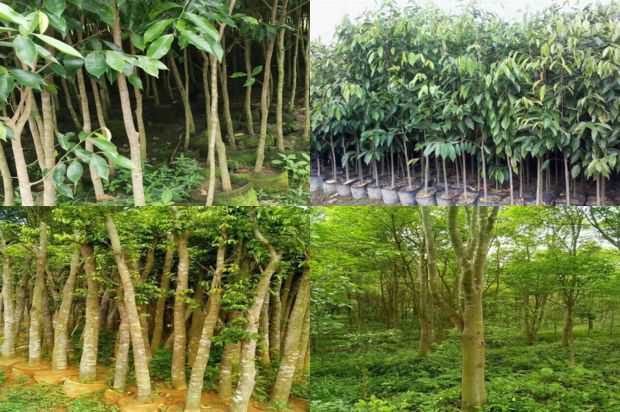 奇楠沉香树:沉香树特色园林植物的景观格局_no.201