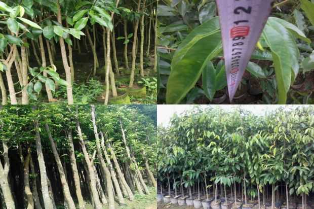 奇楠沉香树:技术措施一年几次促进沉香树开花