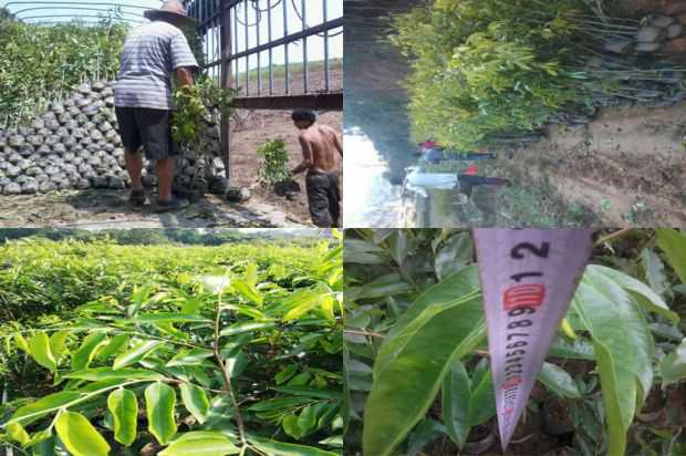 沉香树:Lex县沉香树的气候适应性分析_no.203