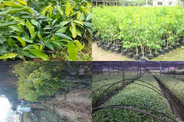 江西紫微卫生产现状研究_no.206