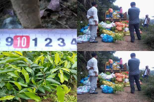 奇楠沉香树:观赏和药用大戟_no.207