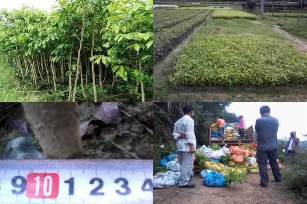 奇楠沉香树:福建沉香树天然林昆虫群落结构特征与多样性研究_no.209