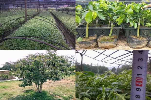 奇楠沉香树:神秘的猴子,哭泣的树,小果实,桃金娘_no.211