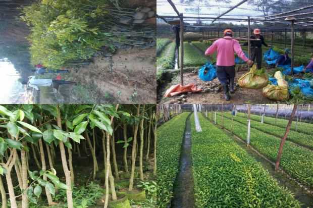 沉香树:沉香树(Lagerstroemia indica)栽培技术探讨