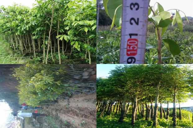 [沉香树]从沉香树集团中删除这首诗