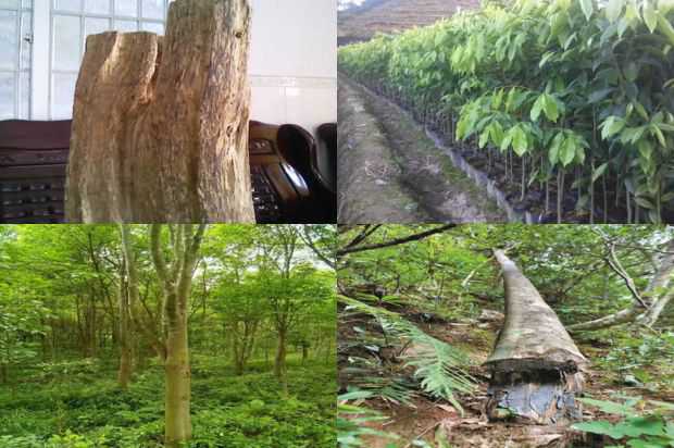 闽北山区沉香树沉香树种植要点_no.219
