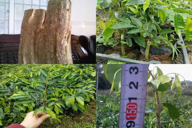 沉香树:皱纹对沉香树提取物面部影响的研究_no.220