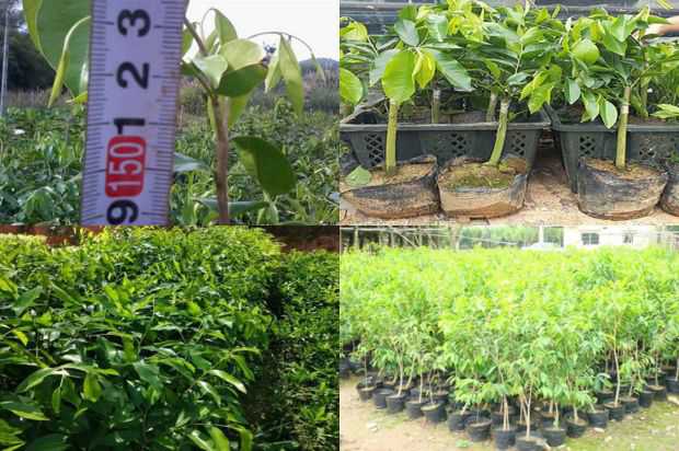 奇楠沉香树:沉香树花_no.221