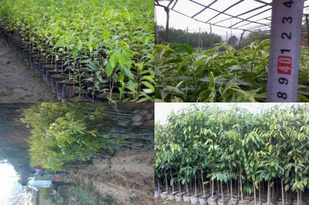 沉香树:胖子是紫微格格的云_no.229