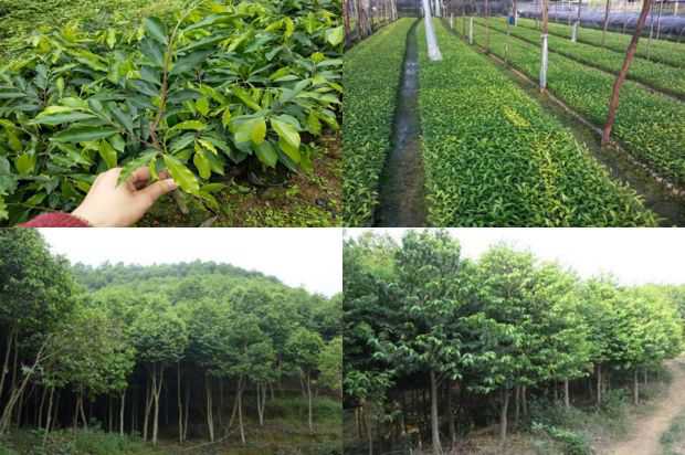 沉香树:在沉香树下生长_no.23