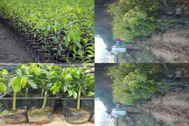 奇楠沉香树:矮化大戟的选育及栽培技术