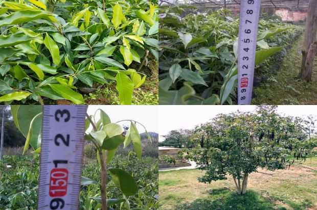 沉香树:清华沉香树肿瘤患者冻干粉新希望_no.231