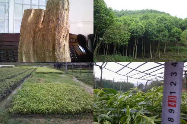 紫微已经过去了几年_no.232