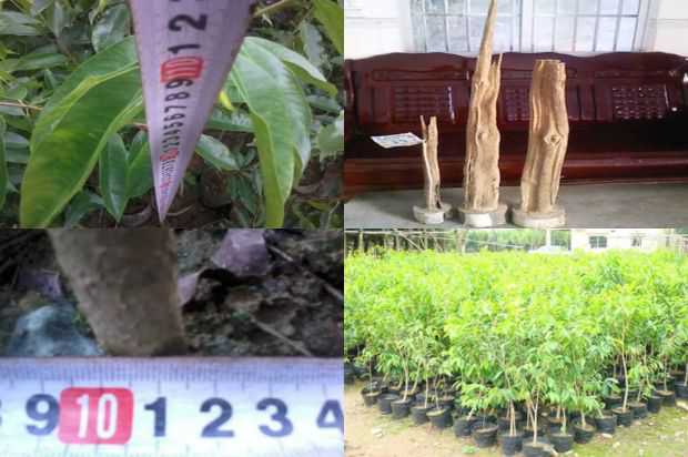 我是一个绉沉香树_no.233