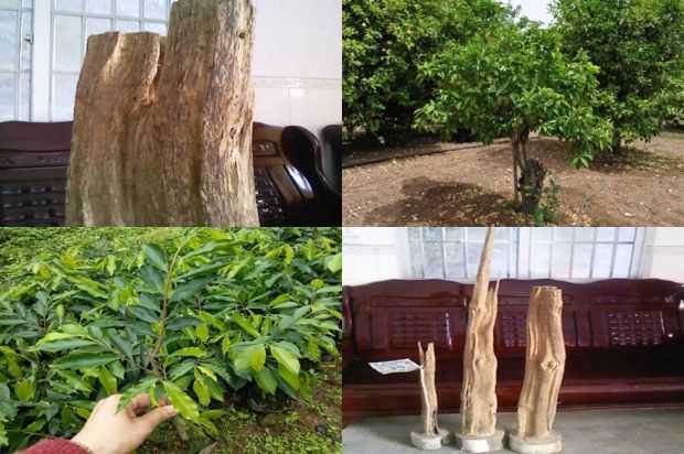 奇楠沉香树:紫微框架六种方法_no.234