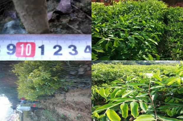 在宿主中分布负责沉香树根腐病的病原体_no.235