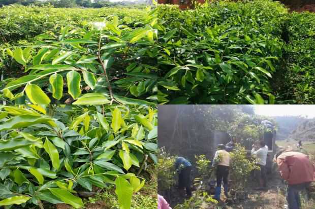 奇楠沉香树:沉香树无性繁殖的五种方法_no.238