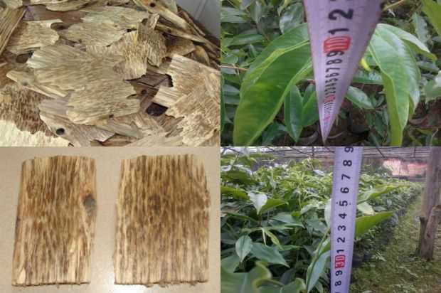 沉香树:赖伟的儿子和二儿的儿子长大了,长大了_no.240