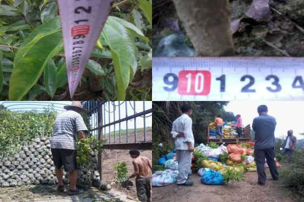 沉香树:塑料薄膜对大叶沉香树硬枝秆生长发育的