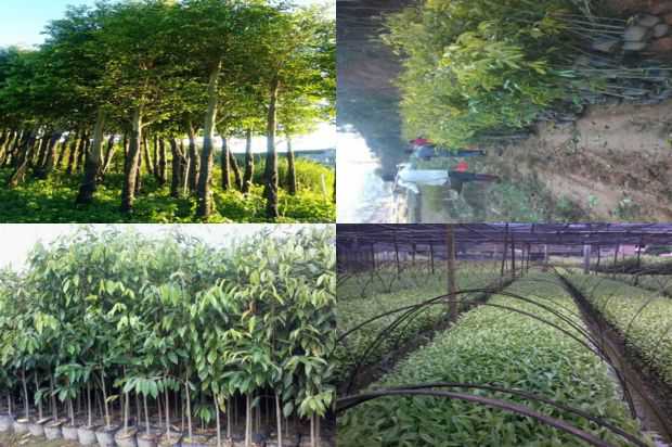 奇楠沉香树:沉香树(Lagerstroemia speciosa)组培苗生长与插条比较研究_no.243