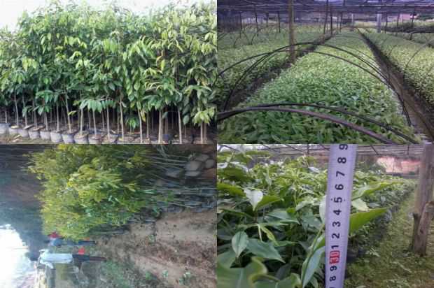紫微芽种植室内已发布三种新方法等_no.245