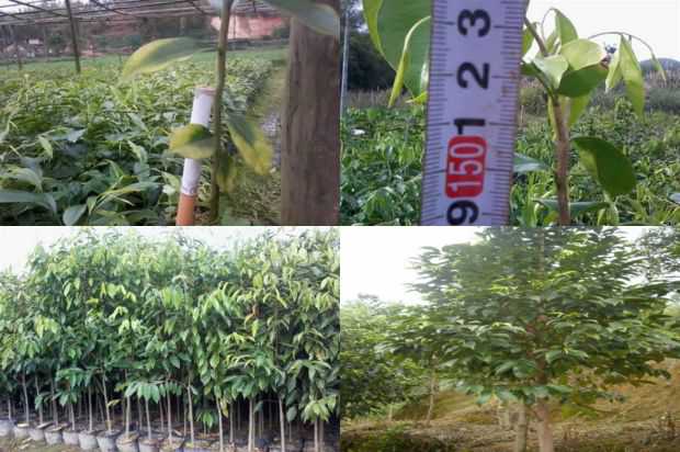 沉香树:直接攻击杨子薇的死亡_no.247