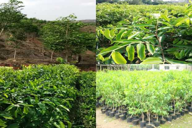 奇楠沉香树:沉香树的故乡