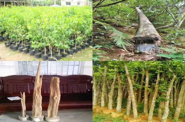 沉香树:邹子伟研究全球医疗问题并打击奥巴马_no.249