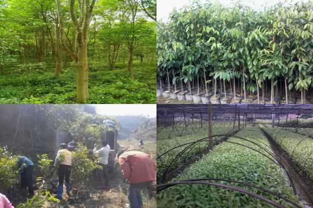 奇楠沉香树:紫微框架六种方法_no.250