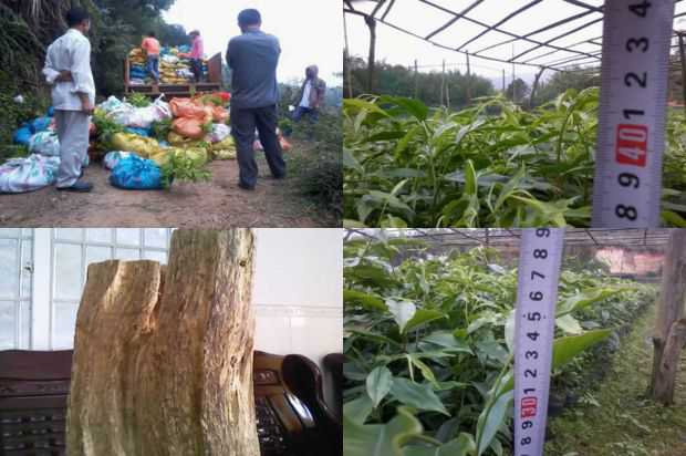 沉香树:关于沉香树的异常死亡_no.251