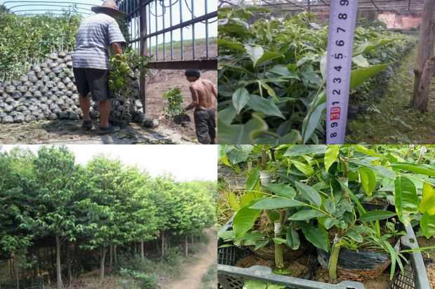 奇楠沉香树:沉香树开花盆栽技术_no.252