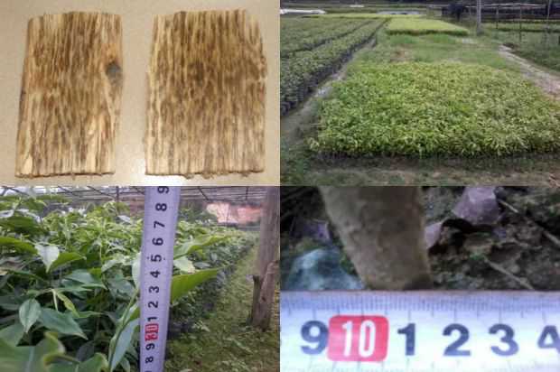 沉香树:E Wei N°1紫微_no.253