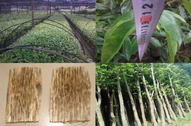 奇楠沉香树:盆栽花卉生产的关键技术_no.255