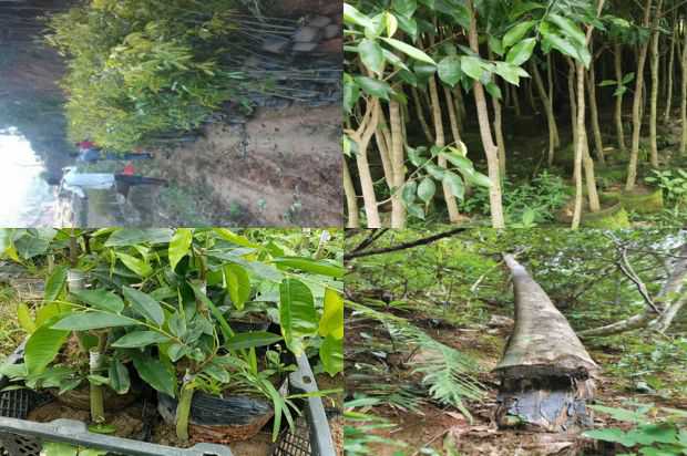 宁夏干旱区古老沉香树变种鉴定与分析_no.256
