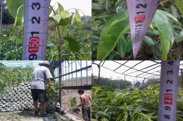 奇楠沉香树:紫微小学的故事_no.258